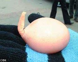 У яйца вырос хвост