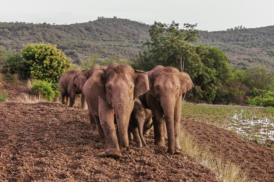 Покинувшие заповедник на юге Китая слоны прошли уже более 500 км