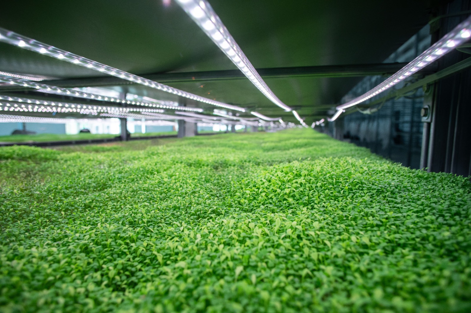 В Ленобласти открылась крупная ферма по производству зелени&nbsp;