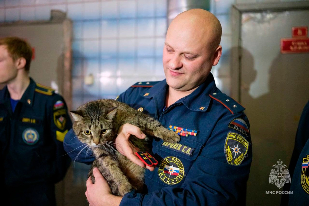 Кот Толик из отряда «Семенычи»