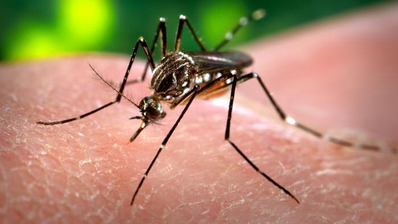 Комар рода Aedes