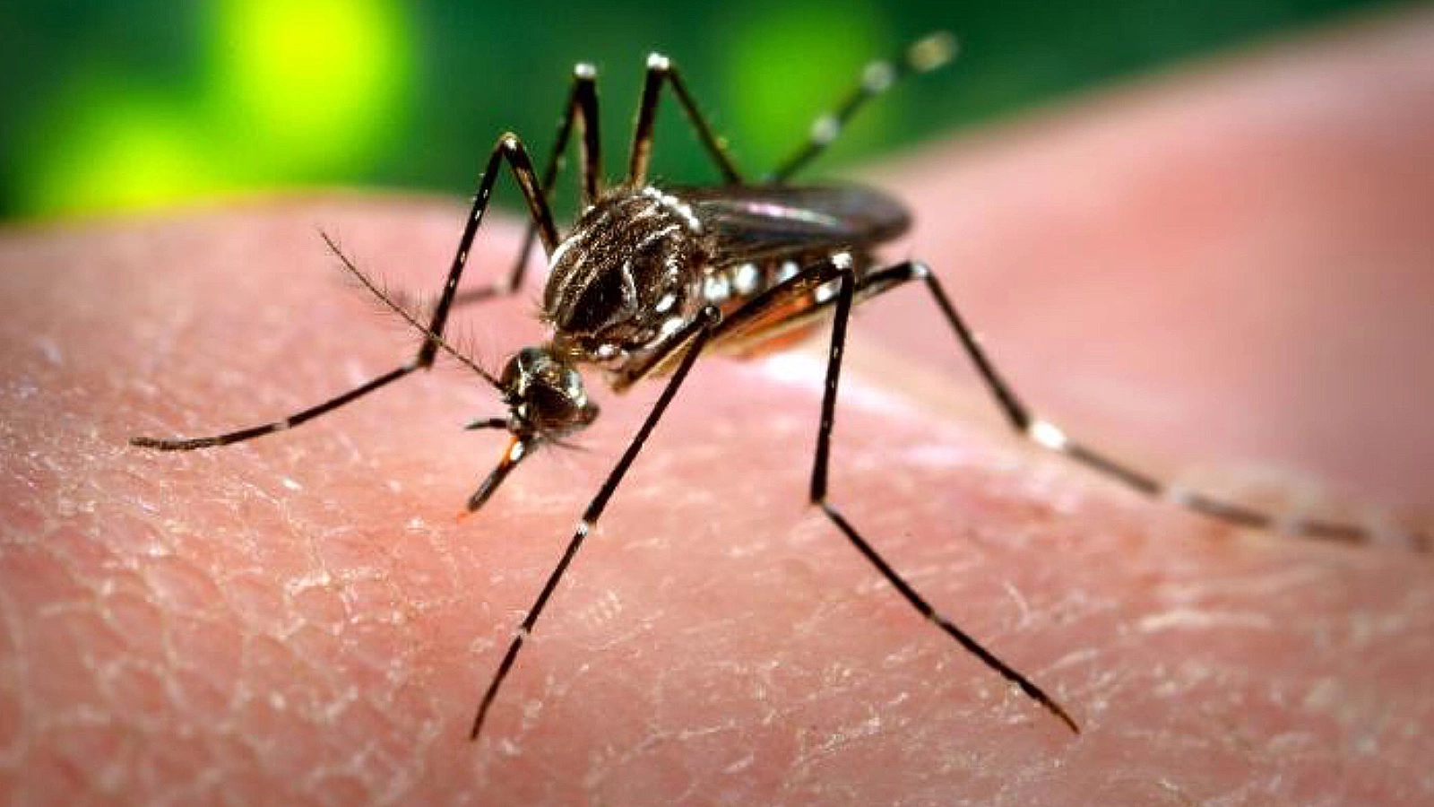 Комар рода Aedes