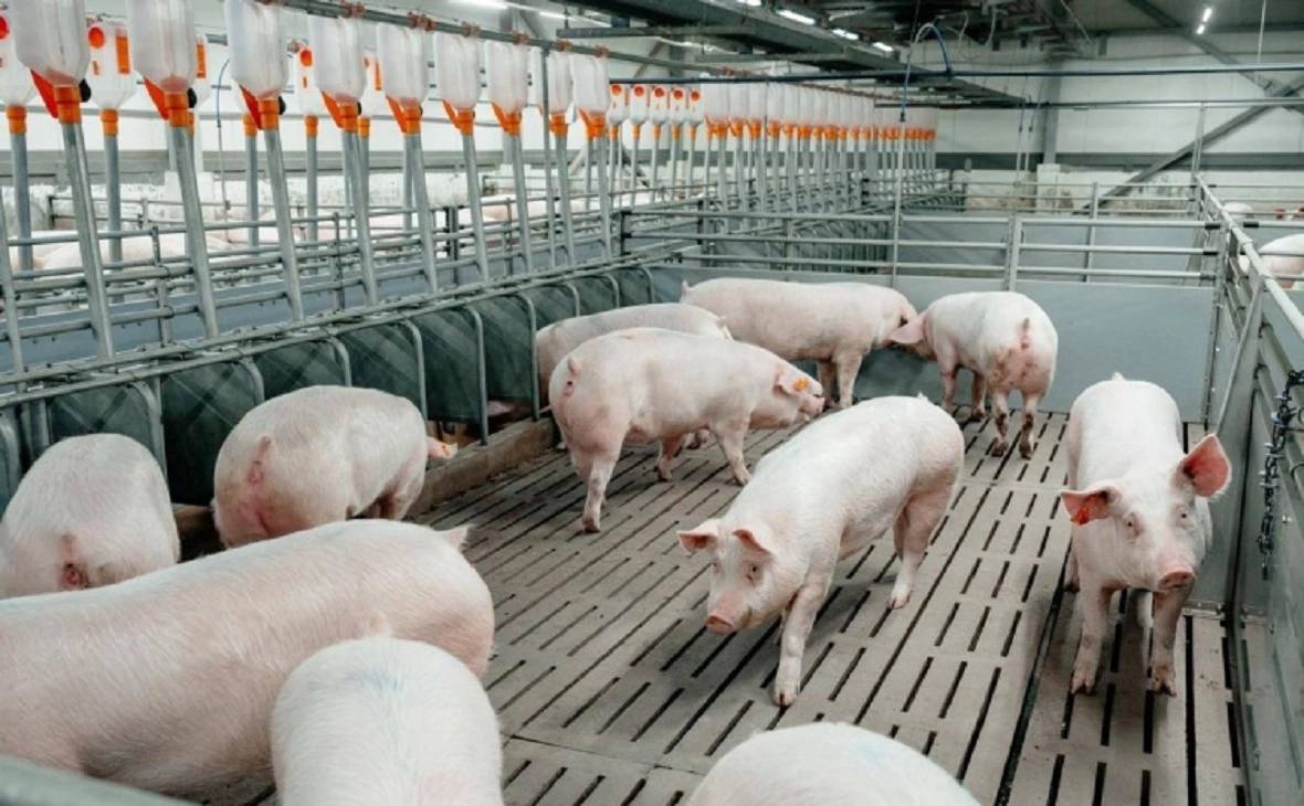 Группа «Продо»