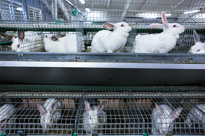 Многоярусная мини-ферма и клетки для разведения кроликов