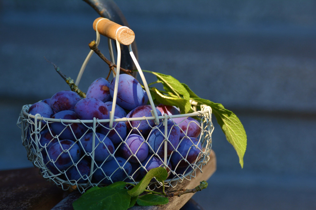 Фото: Congerdesign/Pixabay