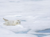 Фото: comedywildlifephoto.com