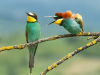 Фото: comedywildlifephoto.com