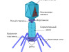 Строение бактериофага.