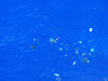 Накопление пластика в Большом тихоокеанском мусорном пятне.