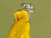 Фото: comedywildlifephoto.com