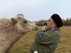 Эколог Сергей Зимов пытается сфотографировать одного из верблюдов, которых незадолго до того привезли через всю Россию&nbsp;из Поволжья