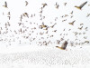 Фотография года: &laquo;Короткоклювые гуменники встречают зиму&raquo;. Тысячи птиц устраиваются на ночлег в Центральной Норвегии по дороге к месту размножения на арктическом острове Шпицберген. Из-за климатических изменений птицы появляются в Норвегии все раньше,&nbsp;&mdash; зачастую земля и поля, на которых они кормятся, еще покрыты снегом, несмотря на весеннее время года