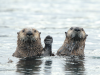 Фото: comedywildlifephoto.com