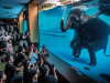 Победитель в номинации &laquo;Фотожурналистика&raquo;: &laquo;Слон в комнате&raquo;. Посетители зоопарка наблюдают за выступлением молодого слона под водой в Таиланде. В настоящее время в стране в неволе больше слонов, чем в дикой природе. Из-за пандемии коронавируса, которая привела к краху туризма, слоновьи заповедники переполняются животными, за которыми больше не могут ухаживать их владельцы