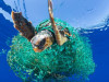 Морская черепаха запуталась в призрачной сети.