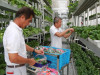 Первая в мире коммерческая вертикальная ферма Sky Greens, расположенная в Сингапуре.

&nbsp;