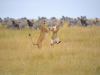 Фото: comedywildlifephoto.com