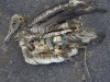 Пластиковые отходы в желудке альбатроса.