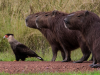 Фото: comedywildlifephoto.com
