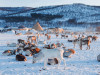 Путешествие к саамам и северным оленям в питомник Troms&oslash; Arctic Reindeer
