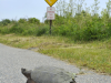 Фото: comedywildlifephoto.com