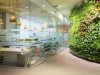 Фикусы и кактусы: как озеленяют современные офисы. Часть 4