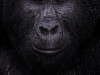 Победитель в номинации &laquo;Портреты животных&raquo;: &laquo;Отражение&raquo;. На фотографии изображена Кибанде, 40-летняя горная горилла. Представители его вида обитают на высоте более 1400 метров в двух изолированных популяциях: у вулкана Вирунга и в районе Бвинди. Им угрожает потеря среды обитания, болезни и браконьерство