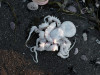 Фото:greenpeace_ru / VK