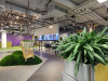 Фикусы и кактусы: как озеленяют современные офисы. Часть 7