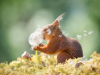 Фото: comedywildlifephoto.com