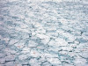 Победитель в номинации &laquo;Океаны: общая картина&raquo;: &laquo;Таяние льдов и детеныши&raquo;. На фотографии запечатлены детеныши тюленей и кровь новорожденных на фоне тающего морского льда. После шторма потребовались часы поисков с вертолета, чтобы найти этот раздробленный морской лед, используемый гренландскими тюленями в качестве родильной платформы