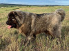 Северокавказская собака