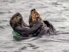 Фото: comedywildlifephoto.com
