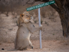Фото: comedywildlifephoto.com