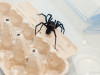 В своей работе ученые использовали шелк Linothele fallax &mdash; одного из видов пауков, плетущих паутину не радиально, а полотном. Так ее легче собирать и можно получать в больших объемах.