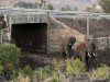 Подземный переход для слонов в Кении.
