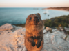 Фото: comedywildlifephoto.com
