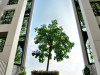 Tree House, Сингапур