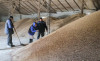 Bloomberg узнал об изменении позиции Египта по закупкам зерна из России