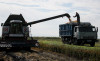 В России определят спецземли для рисоводства