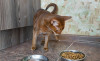 Россельхознадзор объяснил снижение импорта кормов фразой «коты обижаются»