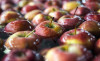 В «Абрау-Дюрсо» сообщили о тренде в Китае на сидр и российские яблоки
