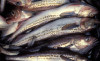 Евросоюз обсудит ограничения на ввоз российской рыбы