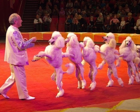 Фото:circus.spb.ru