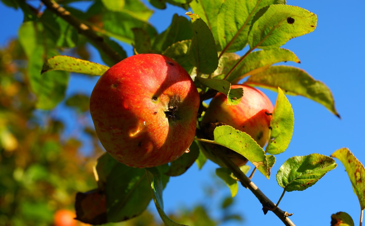 Фото:pixabay.com
