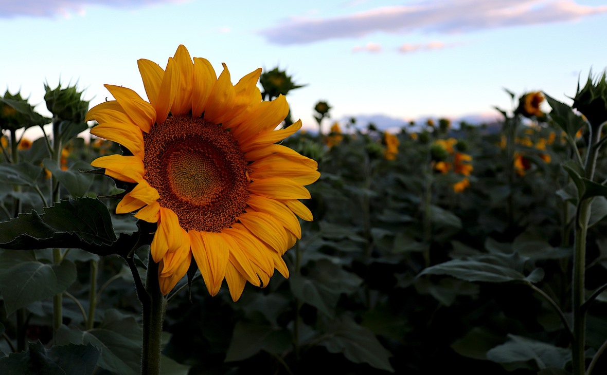Фото:pixabay.com
