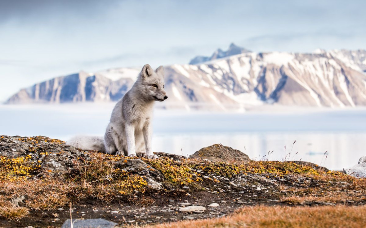 Фото:JoannaPerchaluk/shutterstock