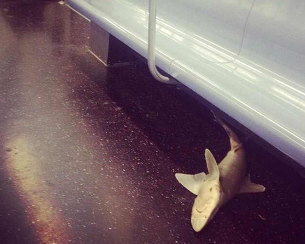 Фото:@NYCSubwayShark