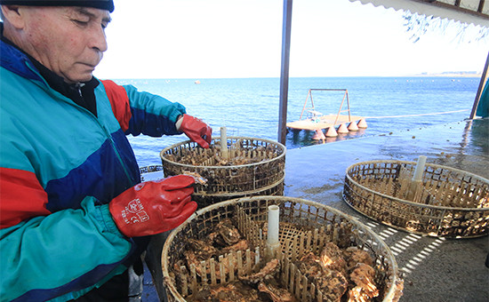 Во время высадки устриц на доращивание на ферме по выращиванию устриц и мидий на озере Донузлав у поселка Новоозерное в Крыму
