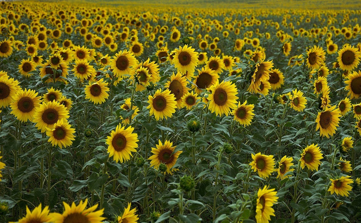 Фото:pixabay.com
